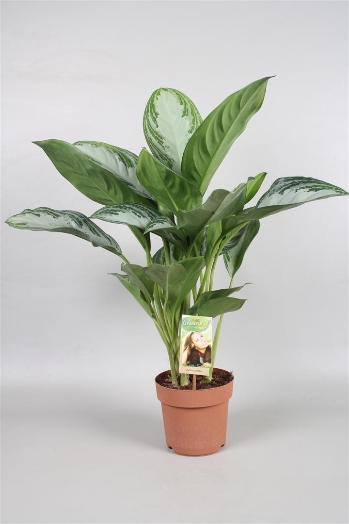 AGLAONEMA