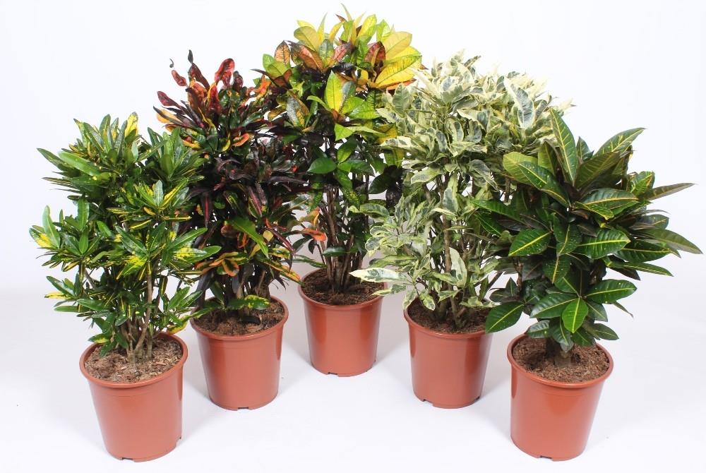 CROTON RAMIFICADO