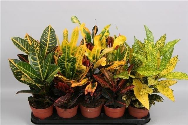CROTON
