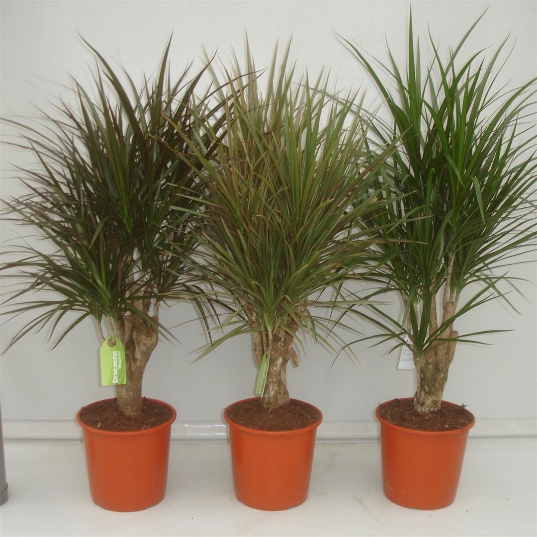 DRACENAS MARGINATAS