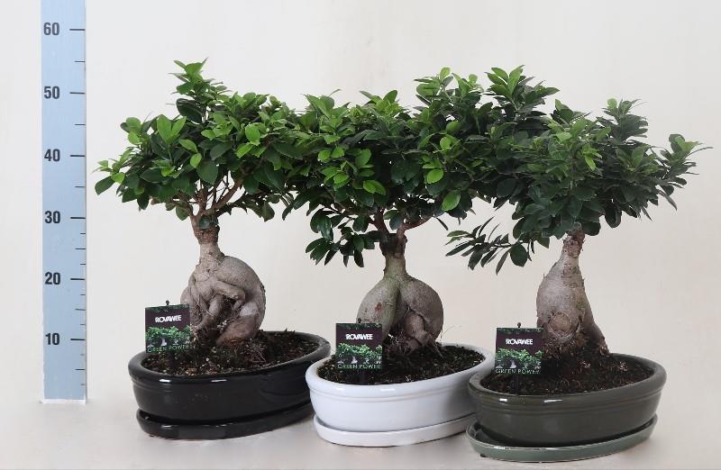 FICUS GINSENG