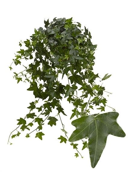 HEDERA
