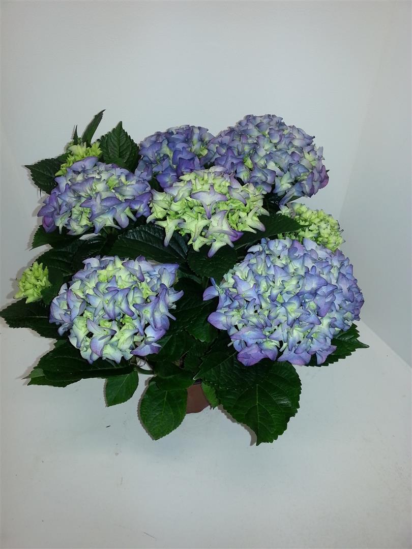 HORTENSIA