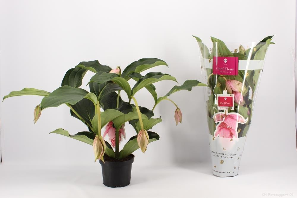 MEDINILLA