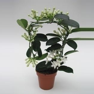 STEPHANOTIS